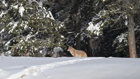 Coyote in the wild Видео 300401761