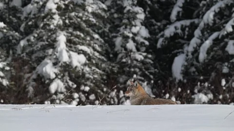 Coyote in the wild Stock Footage 300401763