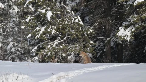 Coyote in the wild 動画素材 300401798