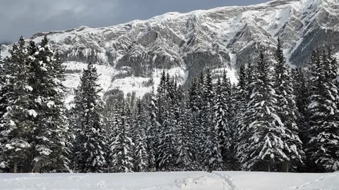 Coyote in the wild Stock Footage 300401803