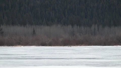 Coyote in the wild Stock Footage 310906265