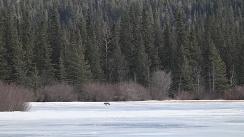 Coyote in the wild Stock Footage 310906279