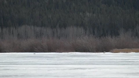 Coyote in the wild 스톡 동영상 310906281