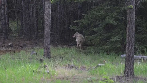 Coyote in the wild Видео 314796310