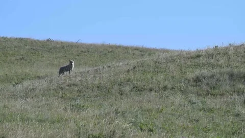 Coyote in the wild Stock Footage 314796323