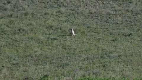 Coyote in the wild Stock Footage 314796324
