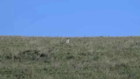 Coyote in the wild Stock Footage 314796327