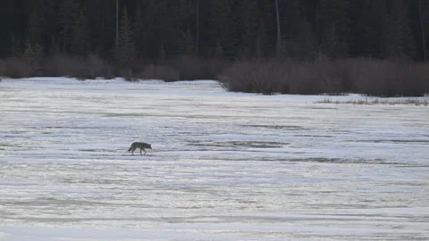 Coyote in the wild Stock Footage 328417732