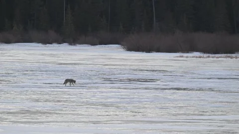 Coyote in the wild Vidéo 337839289