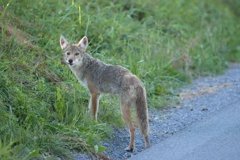 Coyote1 Stock Photos