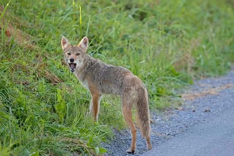 Coyote2 Stock Photos