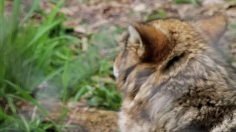 Coyotee looking around Stock Footage 17194673