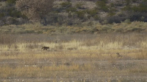 Coyotes Meet in Tall Grass Behind Swimming Ducks Video stock 58956535