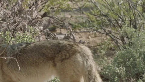 Coyotes in the Sonoran Desert Stock Footage 266273984