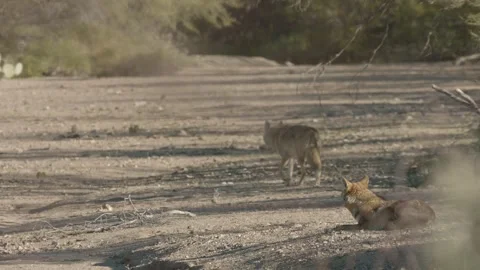 Coyotes in the Sonoran Desert Video stock 266274233