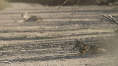 Coyotes in the Sonoran Desert Stock Footage 266274251