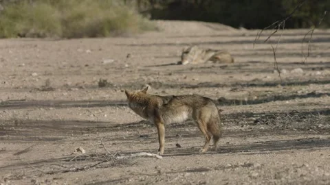 Coyotes in the Sonoran Desert Stock Footage 266274302