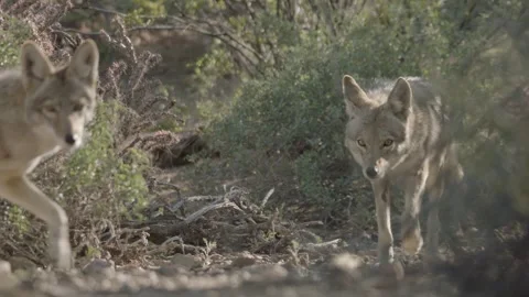Coyotes in the Sonoran Desert Stock Footage 266274322