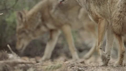 Coyotes in the Sonoran Desert Stock Footage 266274341