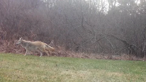 Coyotes Trot Pounce Stock Footage 304557416