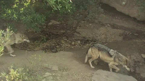 Coyotes Walking Around The Desert 1 Stock-Footage 19057085