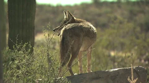Coyotes Walking Around The Desert 2 Stock-Footage 19055852