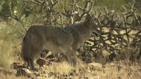 Coyotes Walking Around The Desert 3 Video stock 19055977
