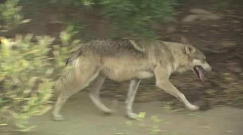Coyotes Walking Around The Desert 3 Video stock 19057157