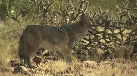 Coyotes Walking Around The Desert 4 Stockbeeldmateriaal 19056134