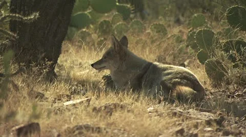 Coyotes Walking Around The Desert 6 스톡 동영상 19056316