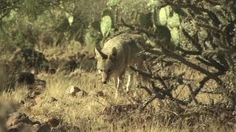 Coyotes Walking Around The Desert 7 스톡 동영상 19056418