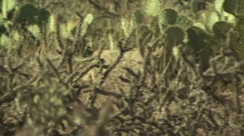 Coyotes Walking Around The Desert 9 스톡 동영상 19056677