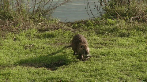 Coypu 1 Stock Footage 752227