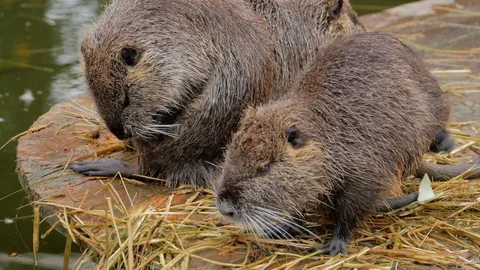 Coypu, also known as the nutria, is a large, herbivorous, semiaquatic rodent. Stock Footage 123464154