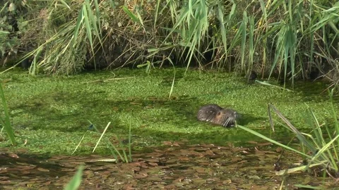 Coypu and waterhen Video stock 79620108