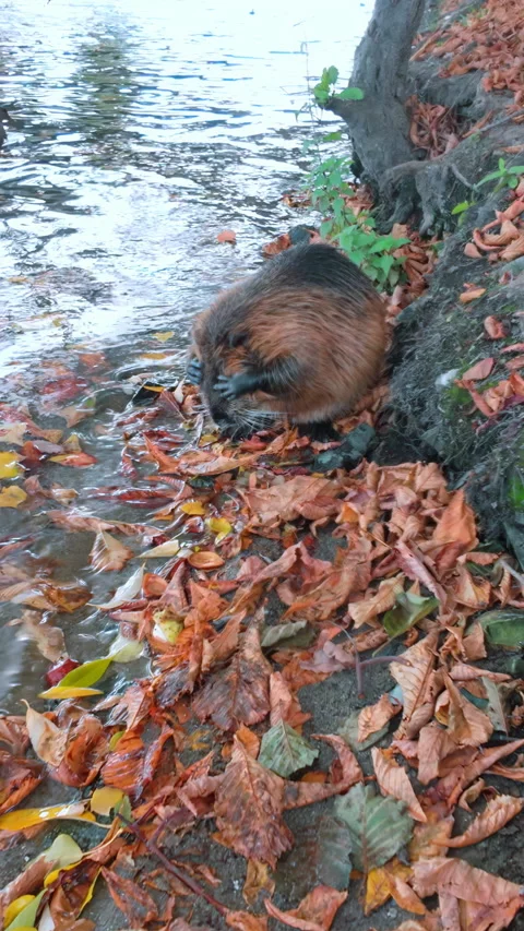 Coypu carefully preening itself while standing on riverbank covered in fallen Stock Footage 325075482