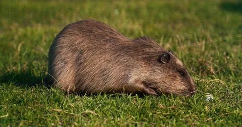 Coypu eating grass in the forest Stock Footage 137610845