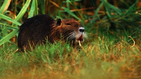 Coypu eating grass in the forest Stock Footage 286708246