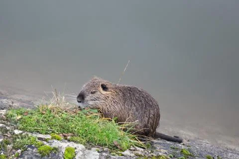 Coypu eating grass Stock Photos