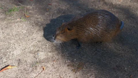 Coypu exploring ground and searching food Stock Footage 305280073