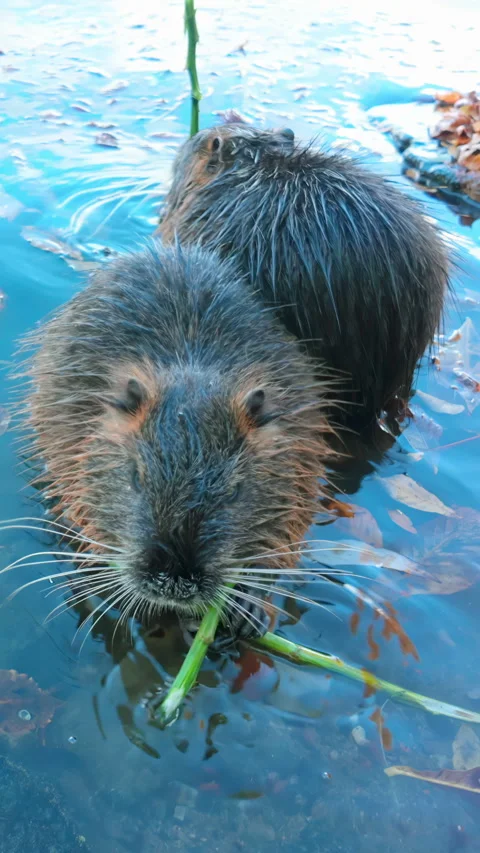 Coypu family split branch into two parts, sit in water with their backs to each Stock Footage 325075733