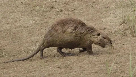 Coypu at a german lake Stock Footage 101897464