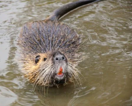 Coypu 库存照片