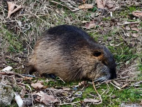 Coypu resting peacefully. Tranquil snapshot capturing coypu with detailed f.. 库存照片
