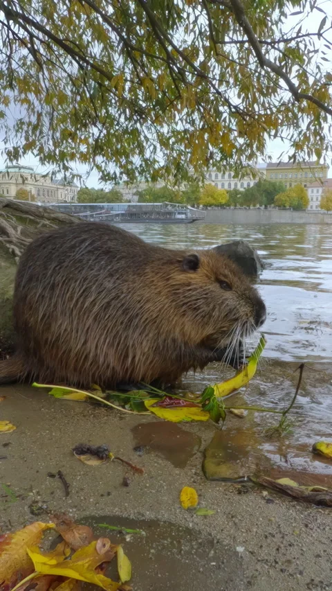 Coypu sits among fallen leaves, under willow tree and greedily eats banana peels Stock Footage 325076288