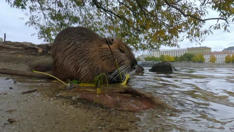 Coypu sits at fall under willow tree by riverbank and eating banana peels Stock Footage 331385168