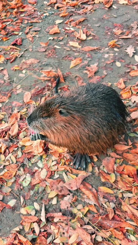 Coypu sits on river bank covered by fallen leaves, she holds food with her front Stock Footage 325075151