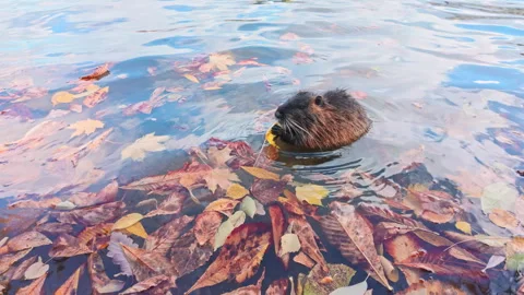 Coypu sits in river covered with vivid fall foliage and eats bright yellow maple Stock Footage 323236611