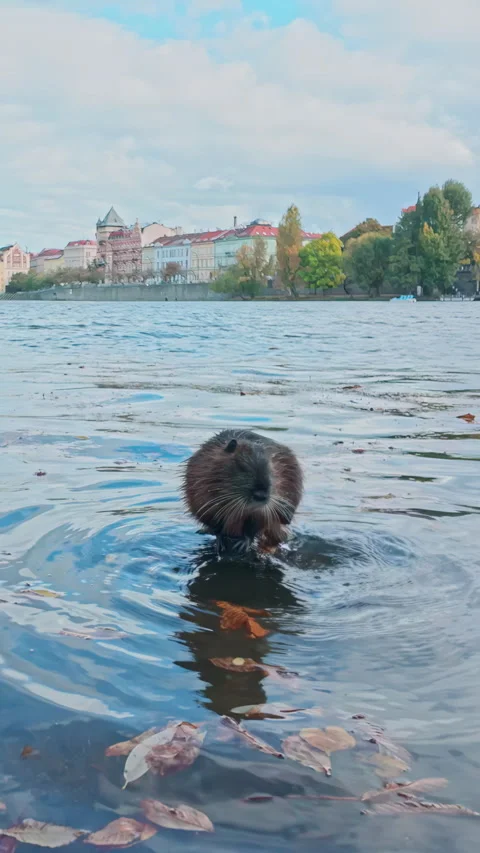 Coypu sits on stone in Vltava River and cleaning its fur against backdrop of Stock Footage 325075192