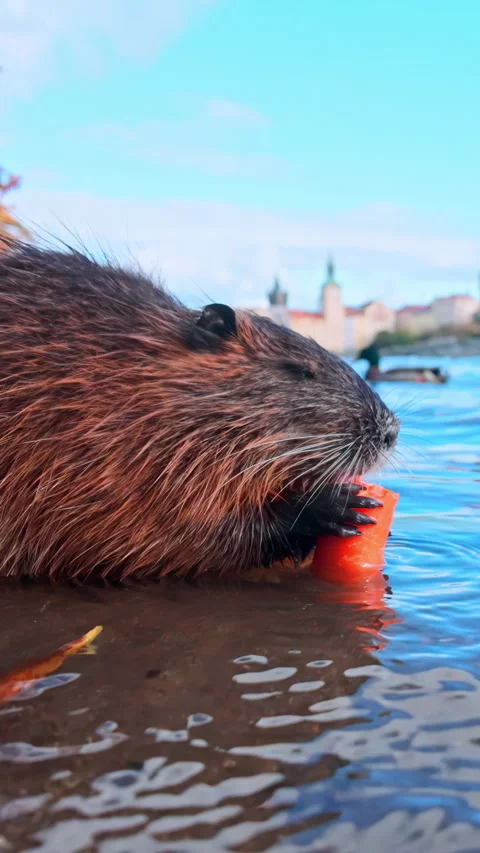 Coypu sits in water among fall leaves and eats vegetables left by tourists Stock Footage 325074467